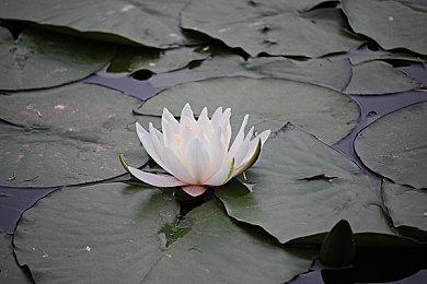 巫师之夜！GOG限时免费领取《巫师》相关内容